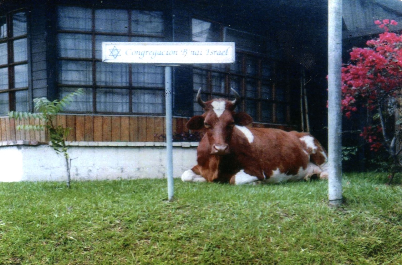 In Costa Rica, Bnei Israel's First Synagogue and the Cow who sat on the its doorstep regularly